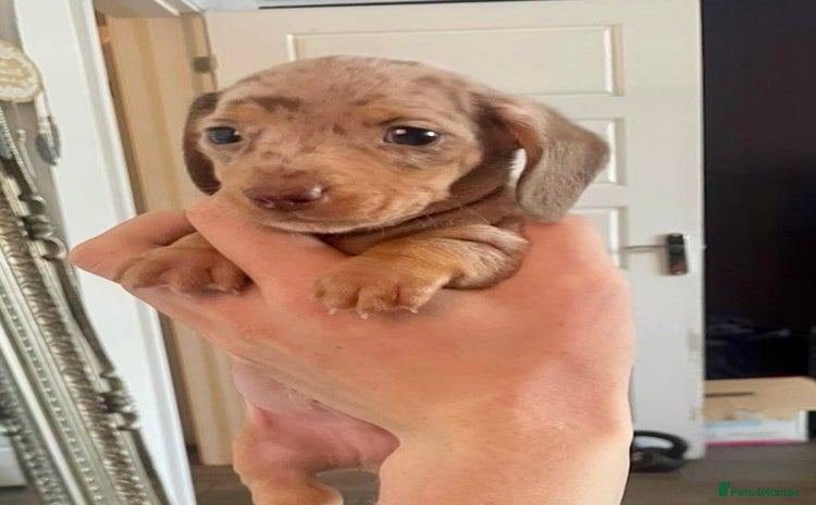 Miniature Dachshund dogs - Advert 12