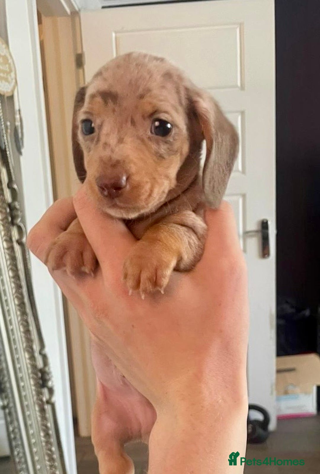 Miniature Dachshund dogs for sale: KC Mini Dachshund Pups - Image 1