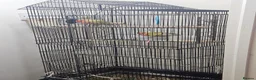 Lovebirds birds for sale: 100% breeding lovebirds pair in Sheffield - Advert 4
