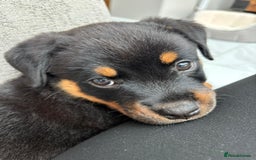 Rottweiler dogs for sale: 12 week old Rottweiler puppy - Image 1