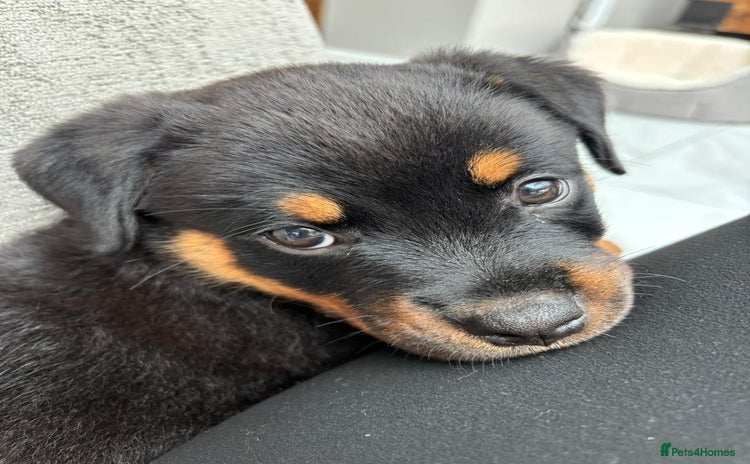 Rottweiler dogs - Advert 1