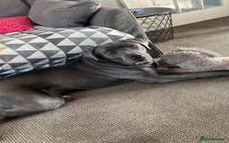 Cane Corso dogs for sale: Dior 11 month old Cane Corso  - Image 1