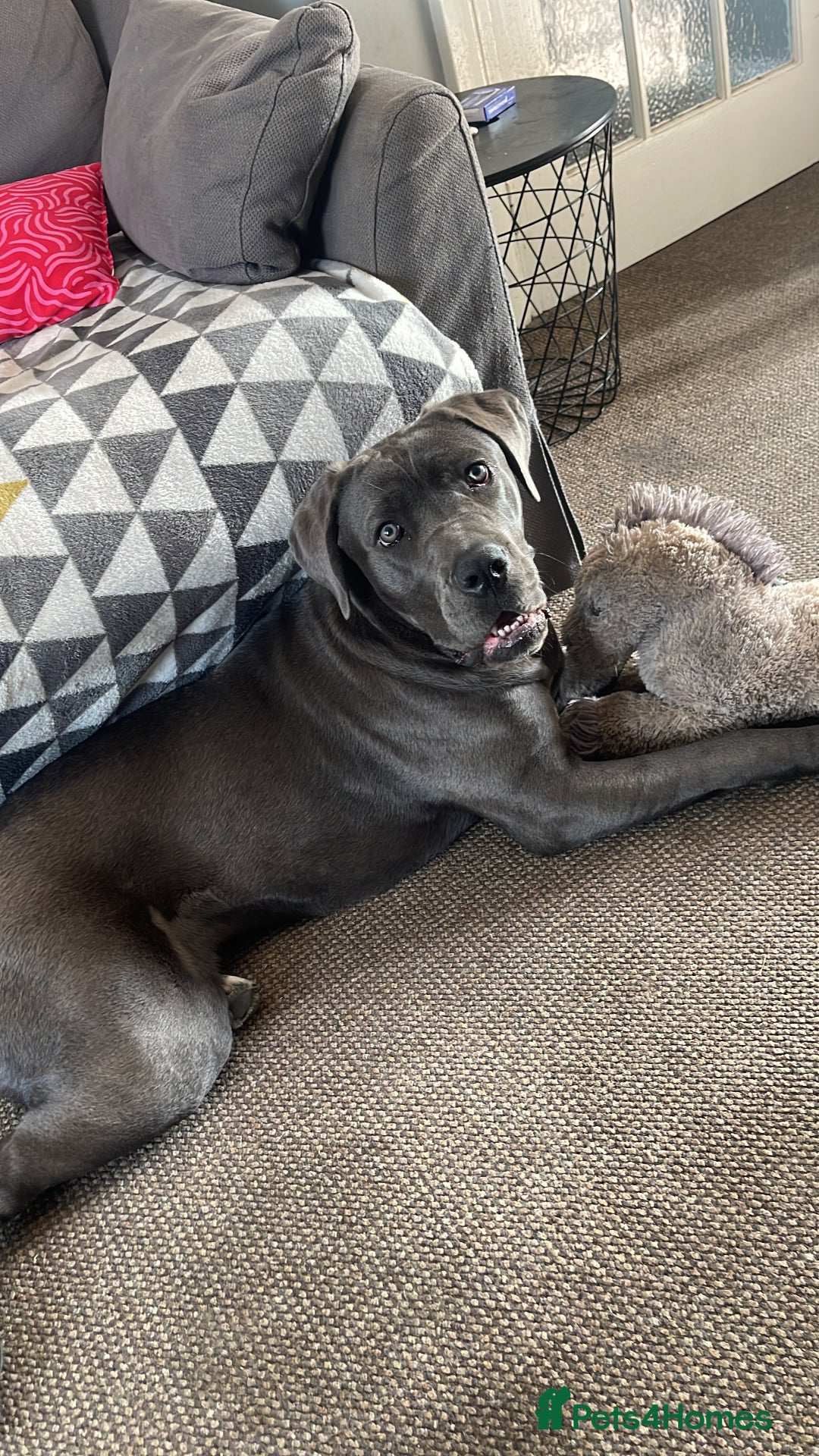 Cane Corso dogs for sale: Dior 11 month old Cane Corso  - Image 1