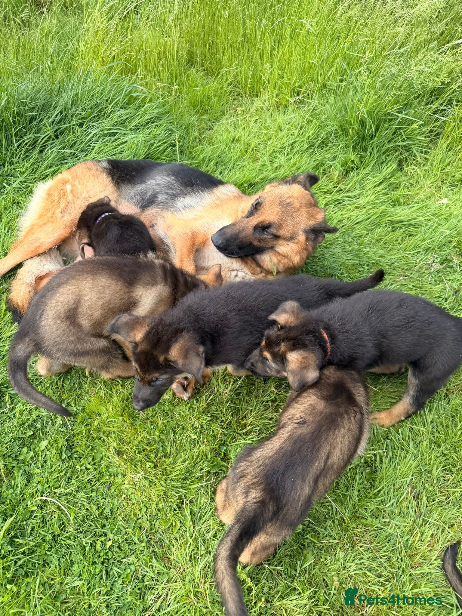German Shepherd dogs for sale: Beautiful German Shepherd Pups  - Advert 10