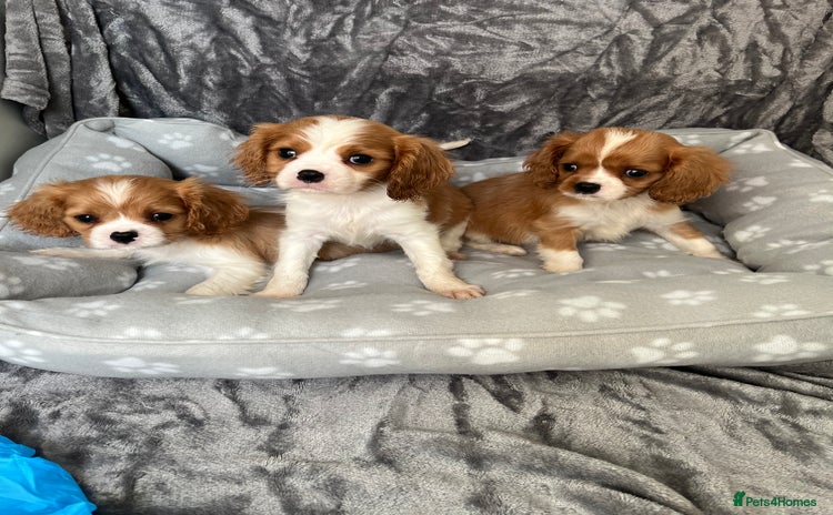 Cavalier King Charles Spaniel dogs Health tested stunning puppies - Advert 1
