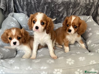 Cavalier King Charles Spaniel dogs Health tested stunning puppies - Advert 15