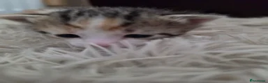 Mixed Breed Kitten 5