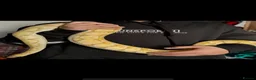 Python Snake reptiles for sale: Banana python  - Advert 3