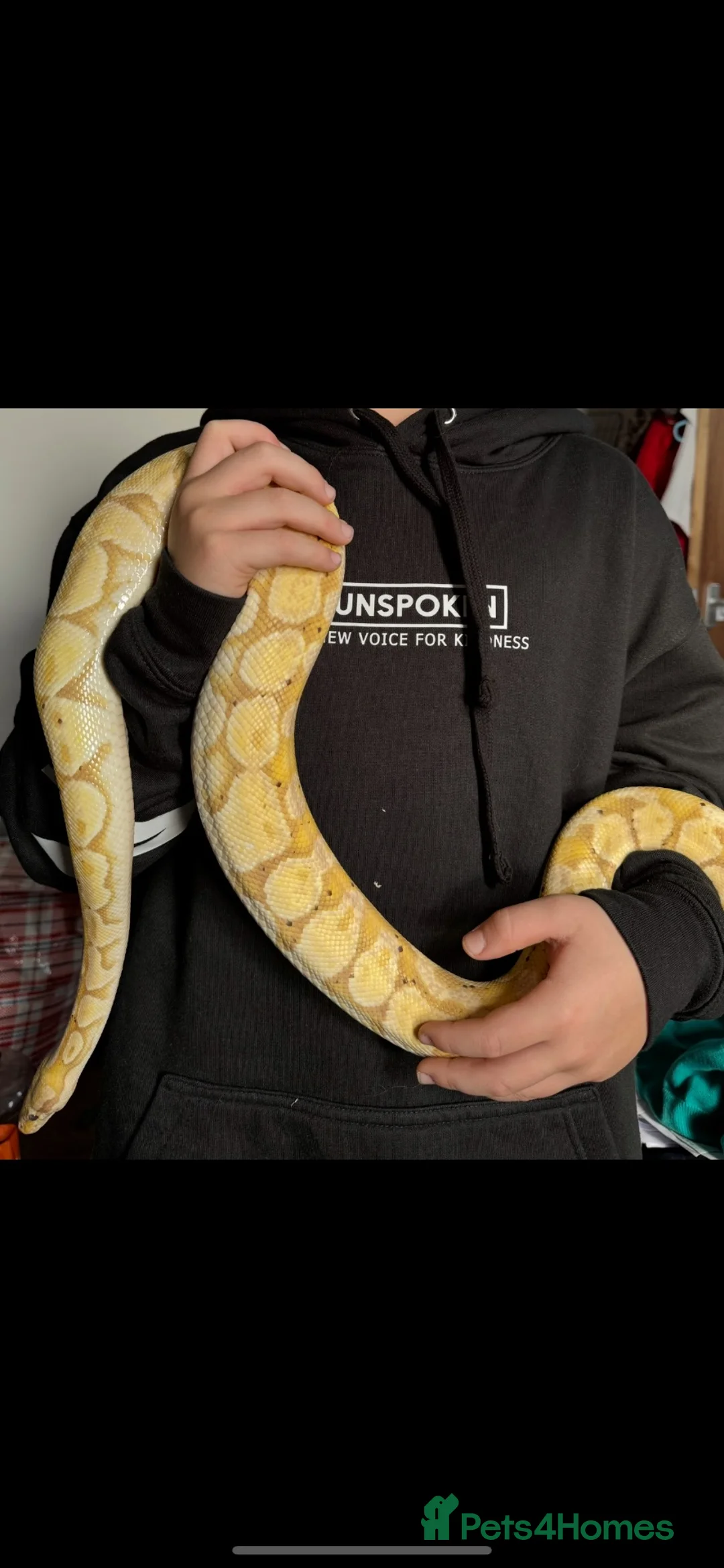 Python Snake reptiles for sale: Banana python  - Advert 3