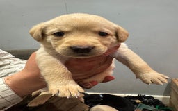 Labrador Retriever dogs for sale: Working line Labrador’s for sale  - Image 6