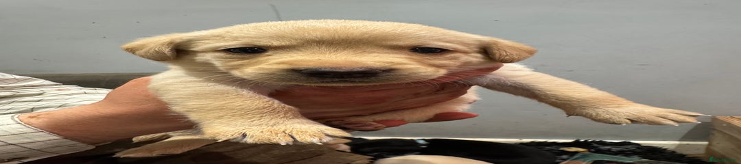 Labrador Retriever Puppy 4