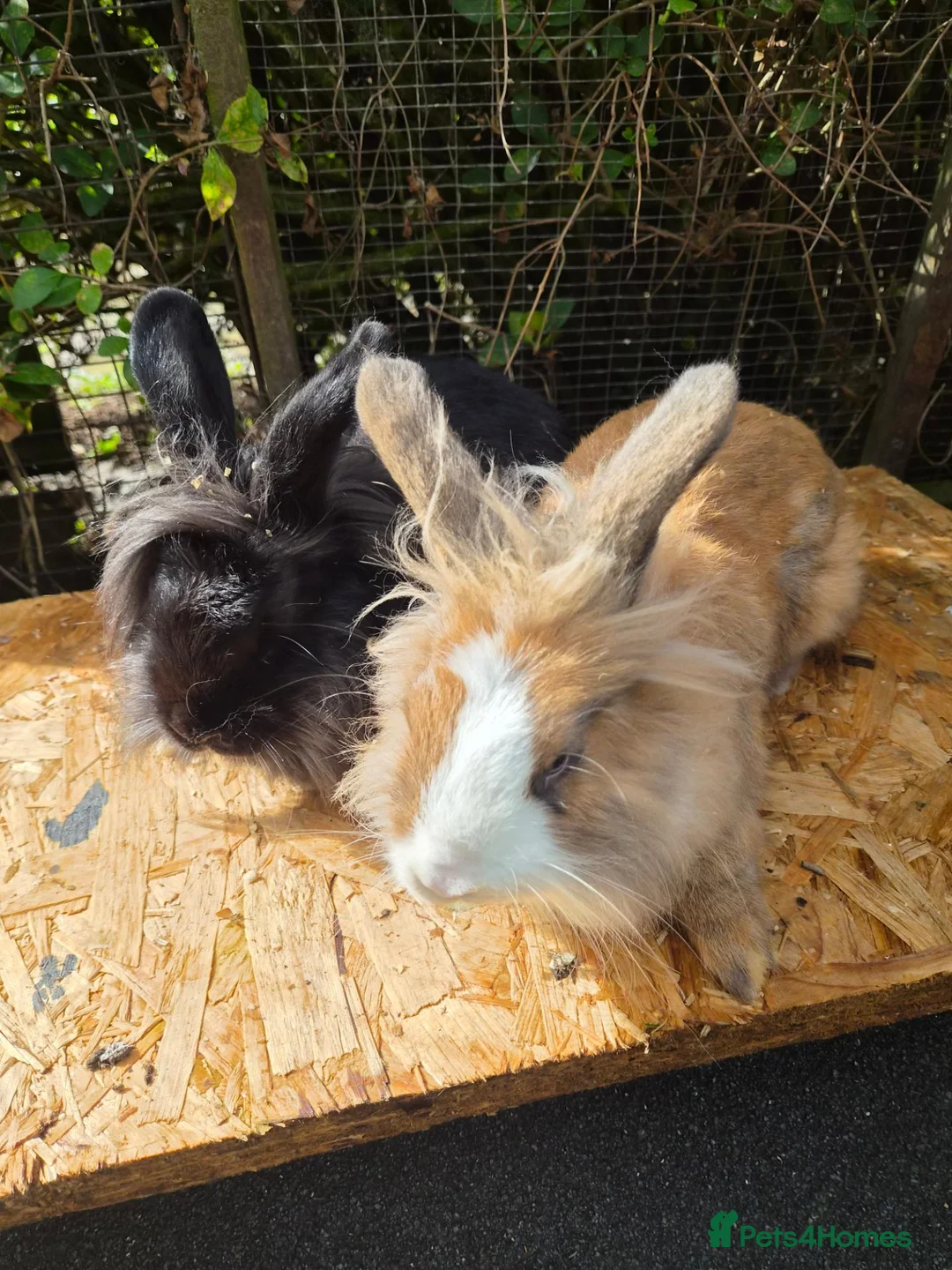 Lionhead rabbits for sale: 2 young lionheads does for sale £40 each  in Manchester - Advert 2