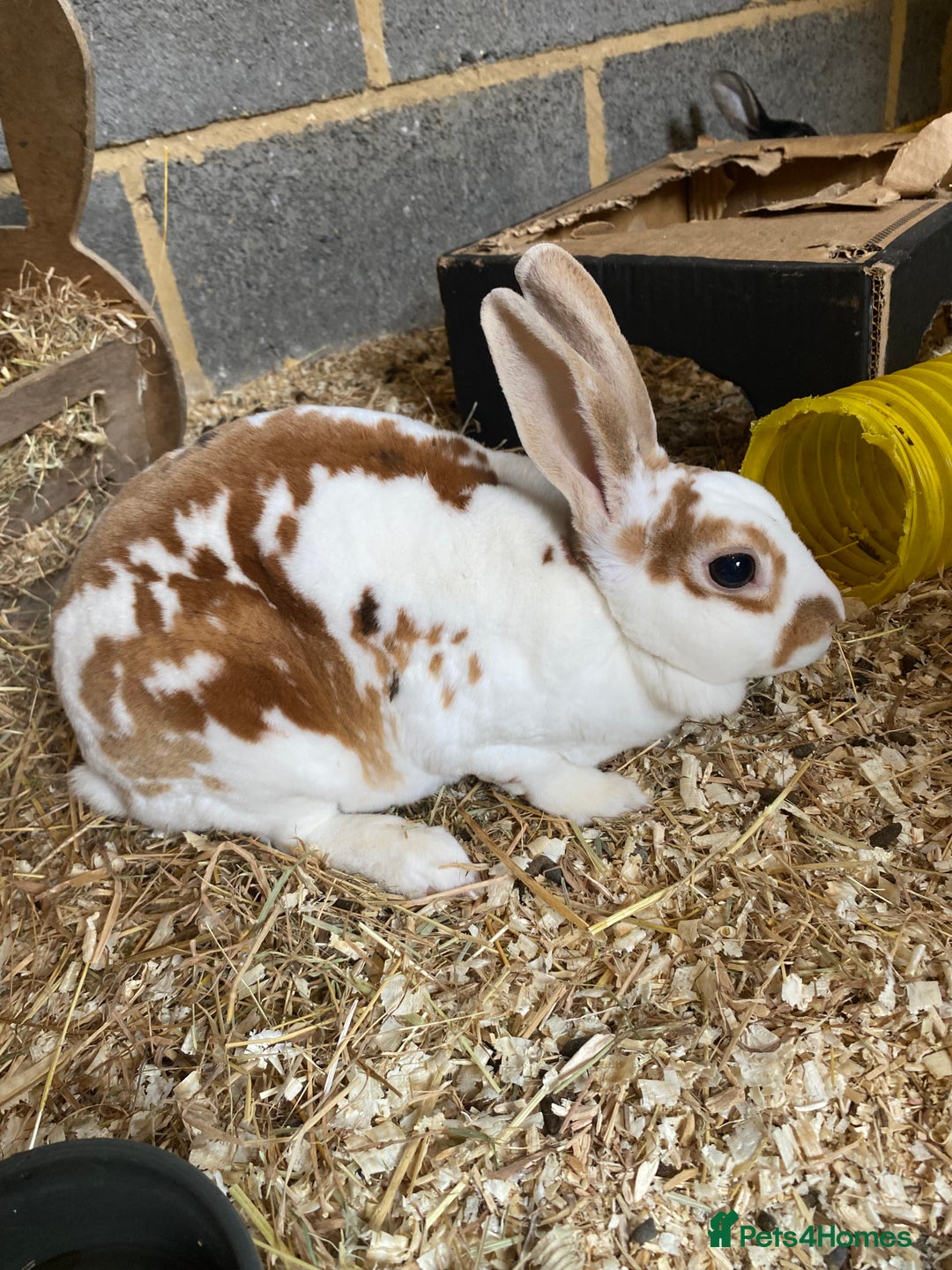 Rex rabbits for sale: Well Handled, Purebred Mini Rex Rabbits - Image 6