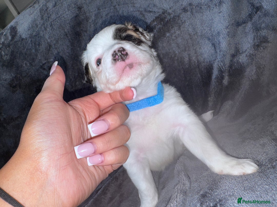 Mixed Breed dogs for sale: 2 MALEs LEFT. Ready to leave. Jack Russell cross - Image 7
