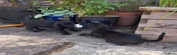 Mixed Breed dogs for sale: Labrador x teckel dachshund puppies  - Advert 4