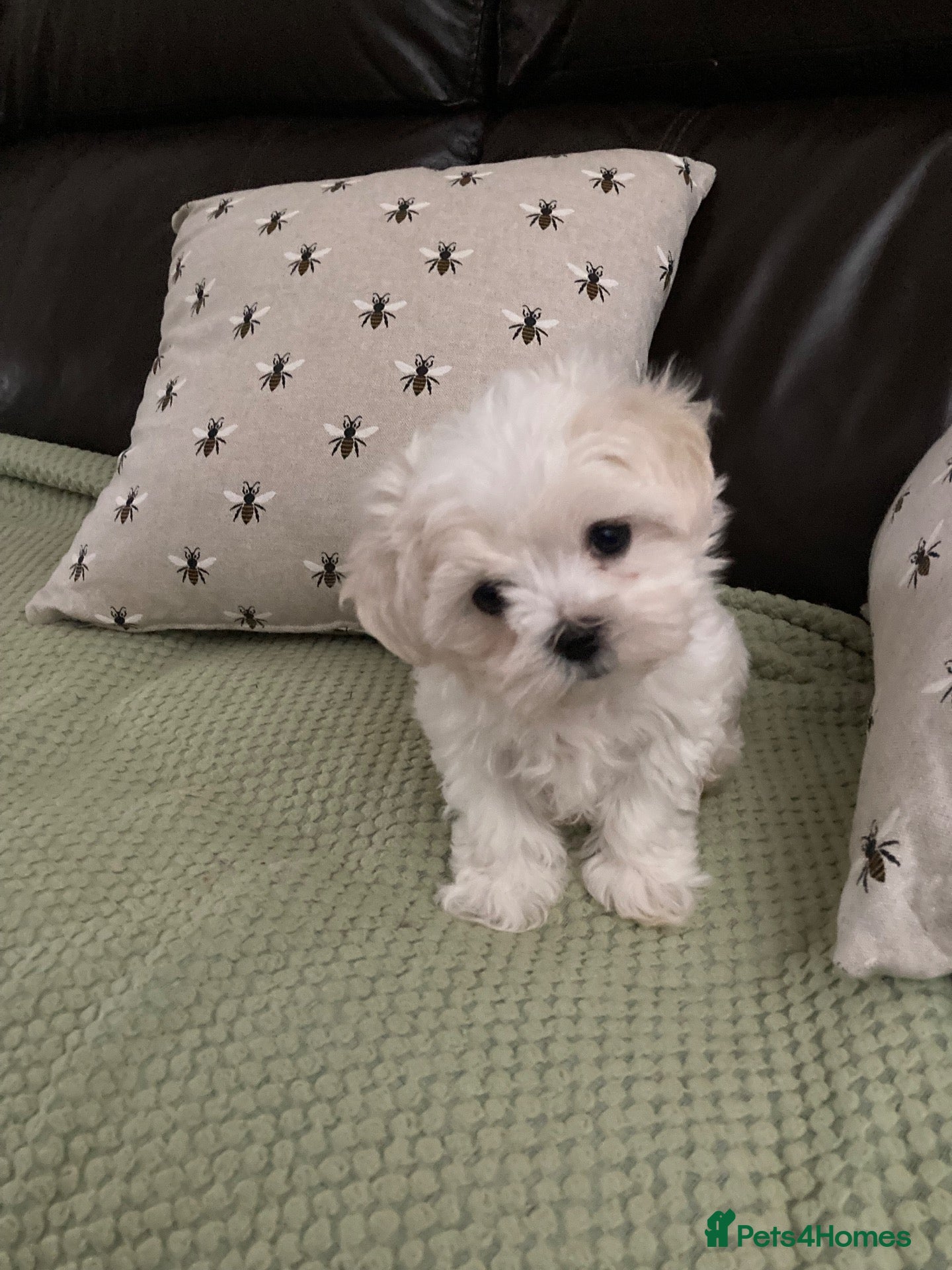 Maltese dogs Maltese KC reg Korean lines  - Advert 1