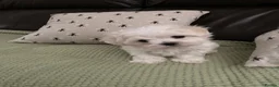 Maltese dogs for sale: Maltese KC reg Korean lines  - Advert 1