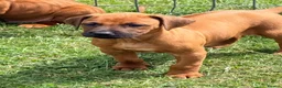 Rhodesian Ridgeback dogs for sale: Rhodesian Ridgeback Puppies EU Pedigree - Advert 2