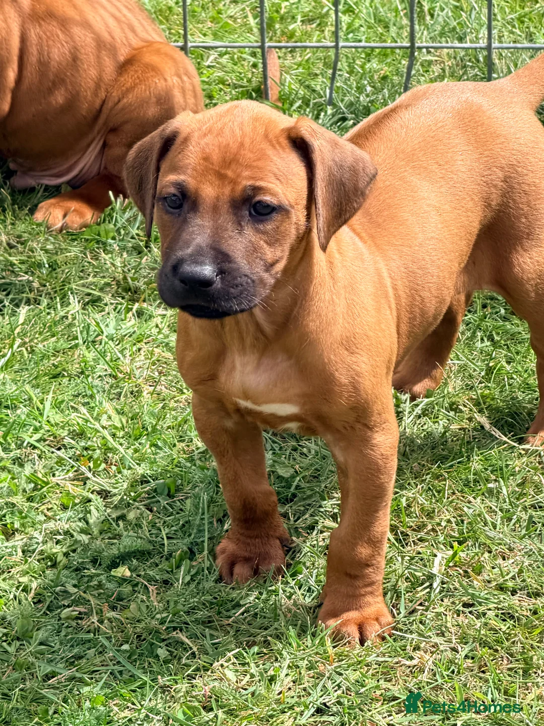 Rhodesian Ridgeback dogs for sale: Rhodesian Ridgeback Puppies EU Pedigree - Advert 2