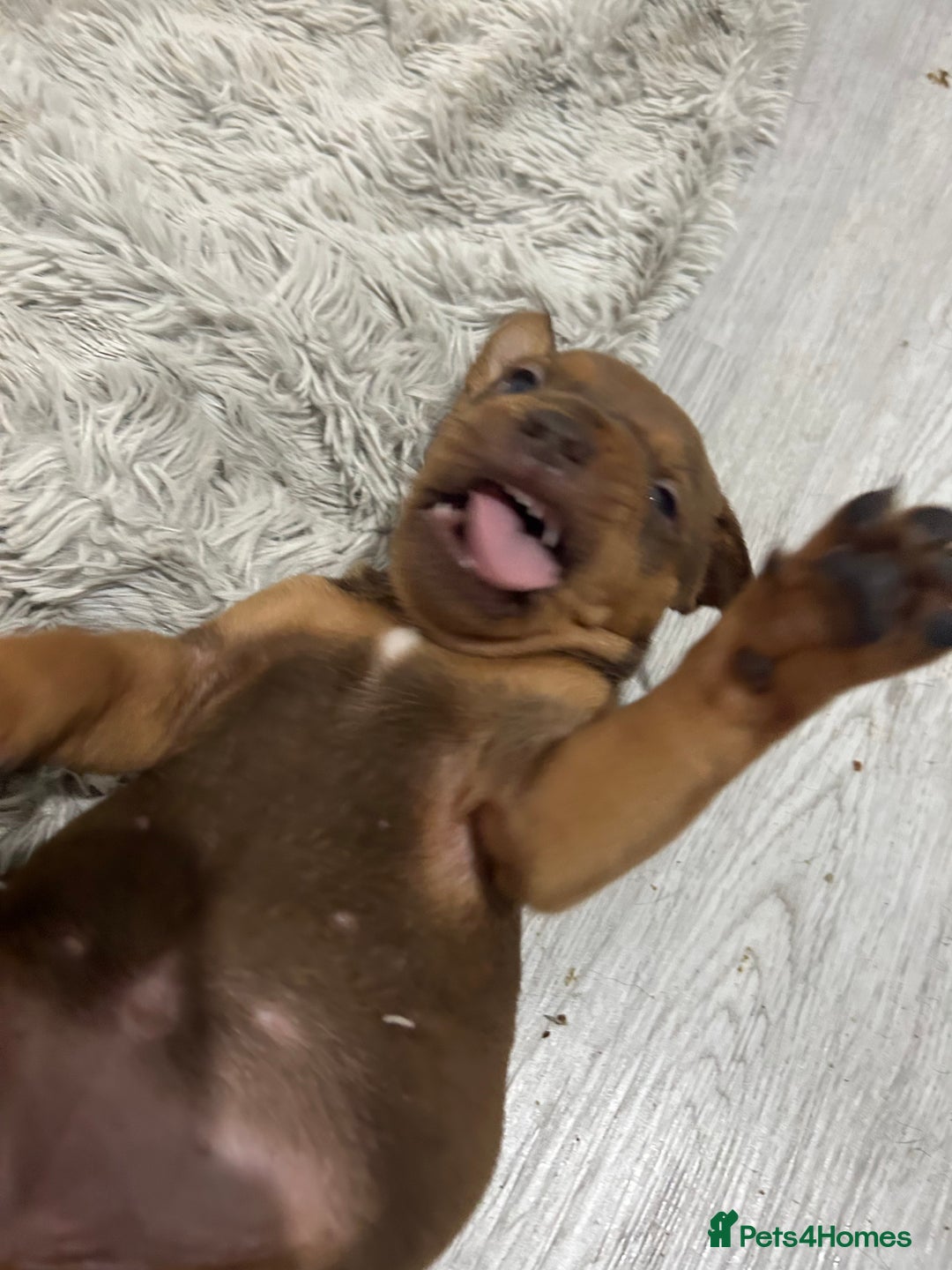 Mixed Breed dogs for sale: A beautiful litter of Rottweiler/staff/mastiffs - Advert 15