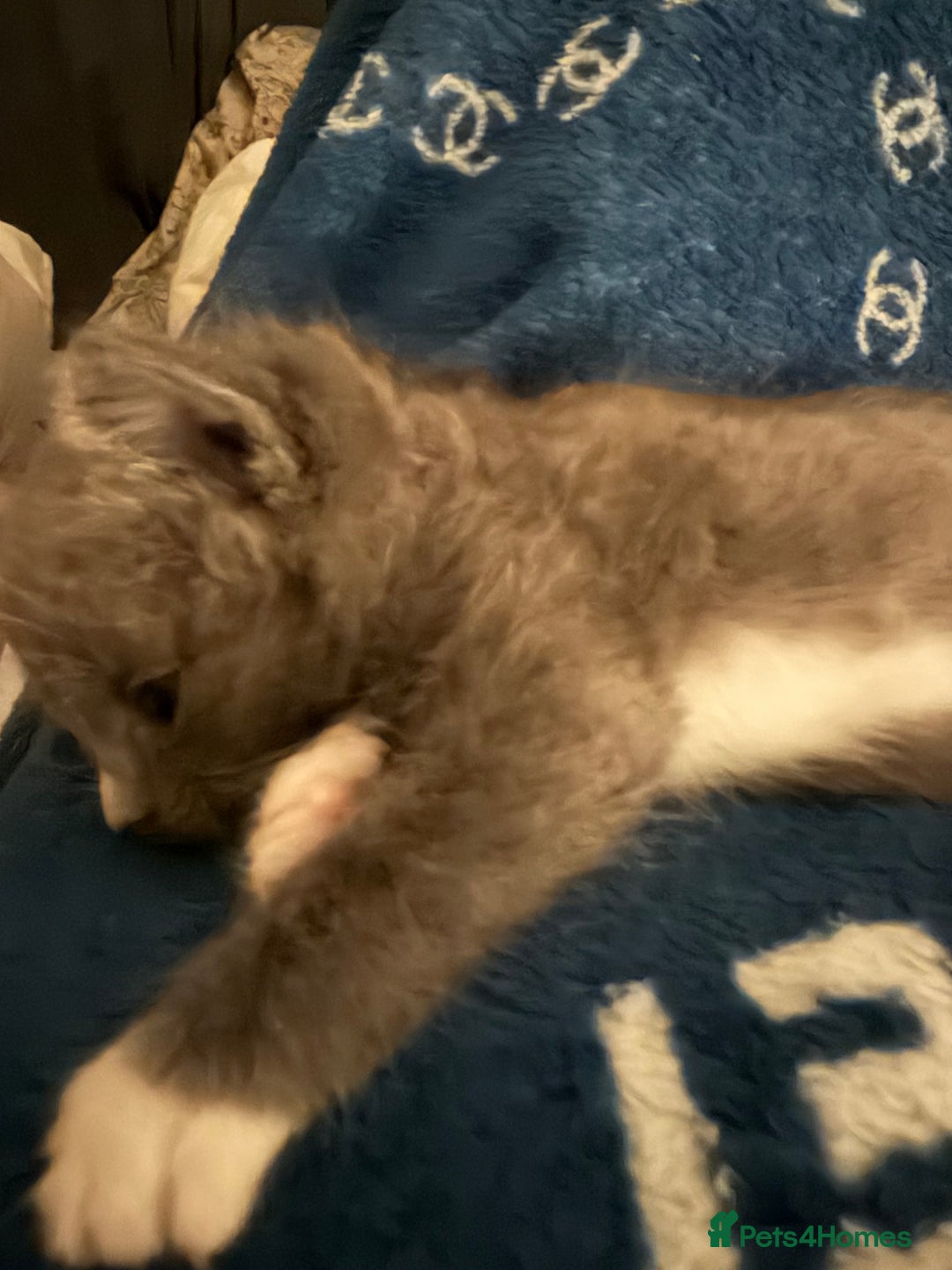 Mixed Breed cats for sale: Half ragdolls cuddly, all girls, ready now - Advert 5