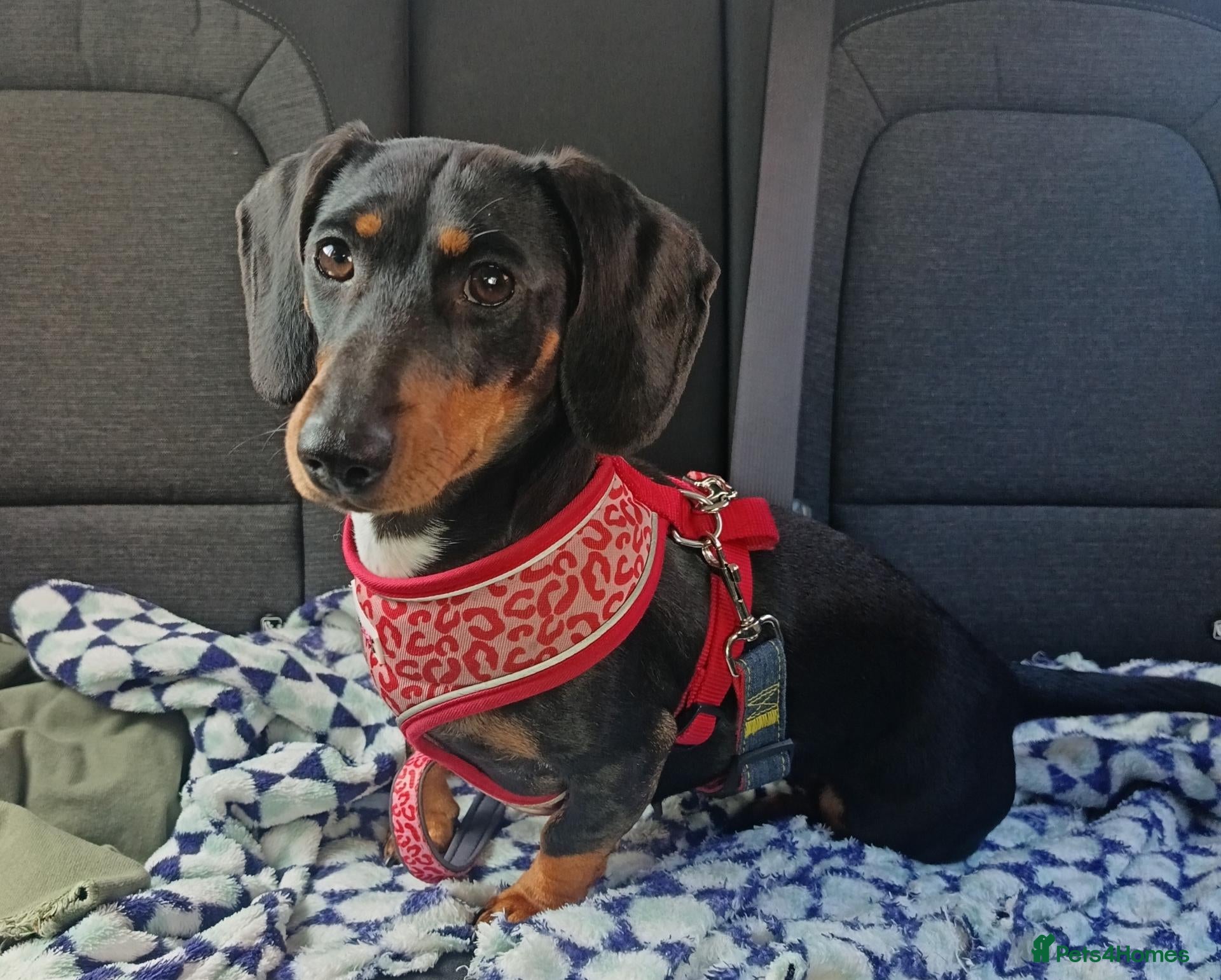 Miniature Dachshund dogs Rehoming - read carefully!  - Advert 1