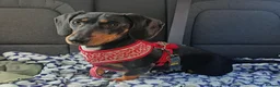 Miniature Dachshund dogs for sale: Rehoming - read carefully!  in Littlehampton - Advert 1