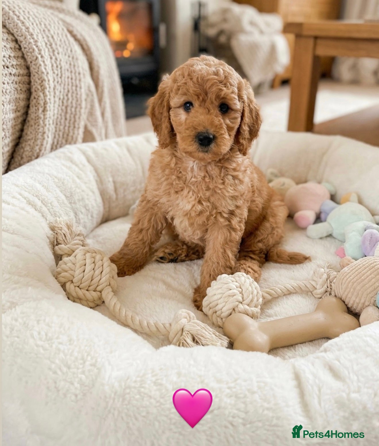 Australian Labradoodle dogs 🌟 Australian Labradoodle Puppies  🌟 - Advert 1