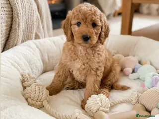 Australian Labradoodle dogs 🌟 Australian Labradoodle Puppies 🌟 - Advert 12