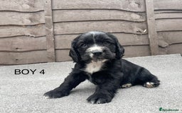 Cocker Spaniel dogs for sale: 🐾 Gorgeous Cocker Spaniel Puppies  🐾 - Image 4