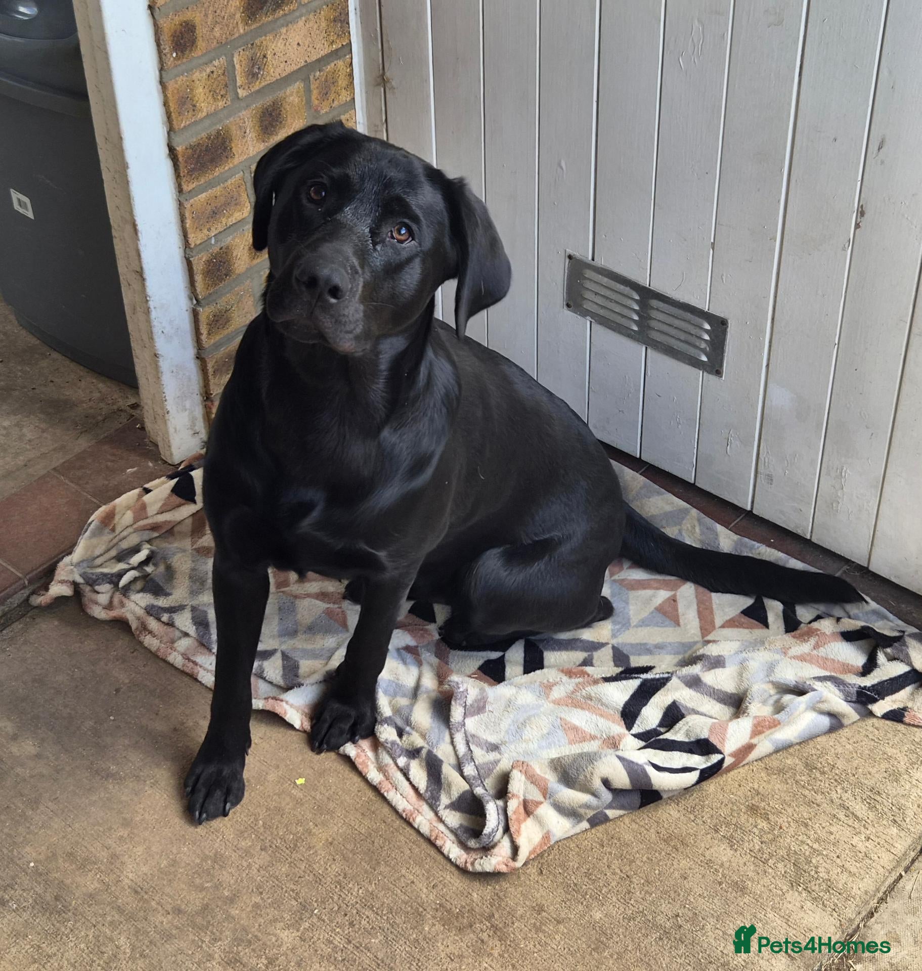 Labrador Retriever dogs 11 month old purebred drakeshead labrador. - Advert 1
