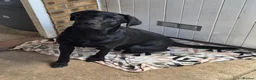 Labrador Retriever dogs for sale: 11 month old purebred drakeshead labrador. - Advert 1