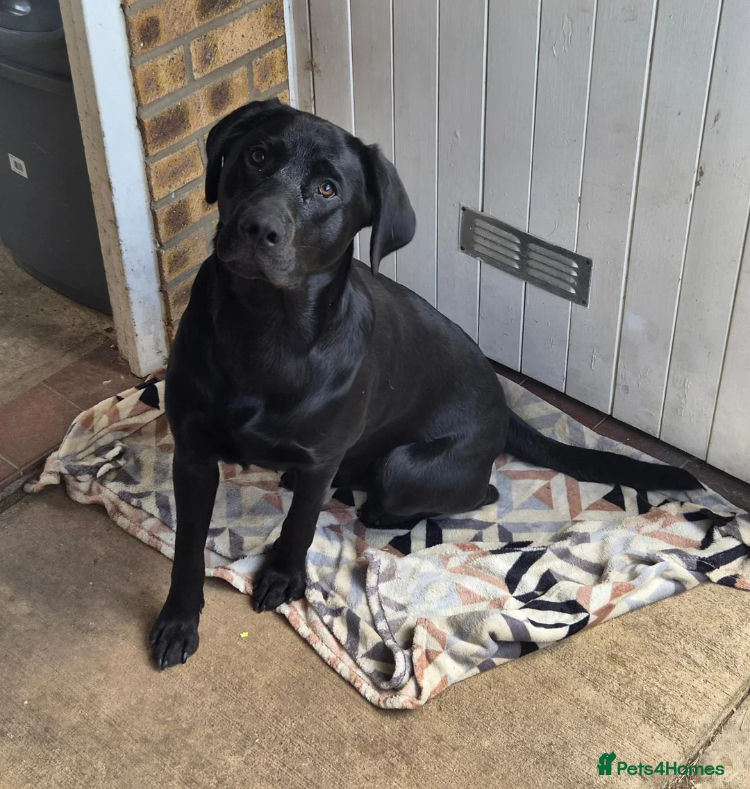 Labrador Retriever dogs for sale: 11 month old purebred drakeshead labrador. - Advert 1