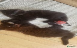 Siberian cats for sale: 6 lovely Siberian kittens  - Image 22