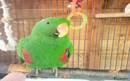 Parrots birds for sale: Eclectus pair for sale - Image 4