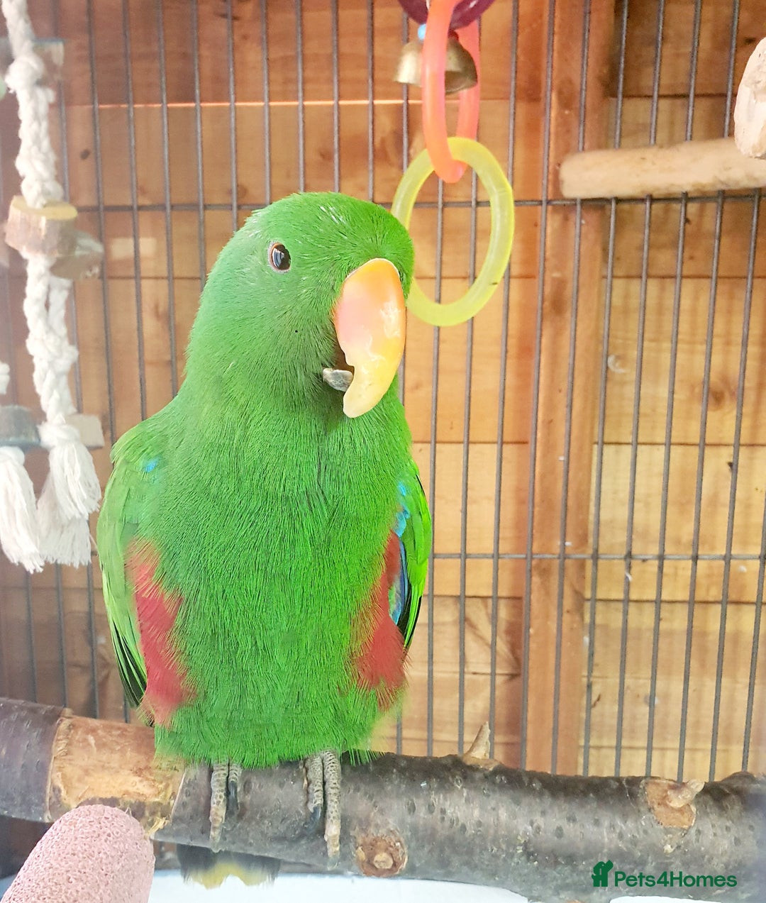 Parrots birds for sale: Eclectus pair for sale - Image 4