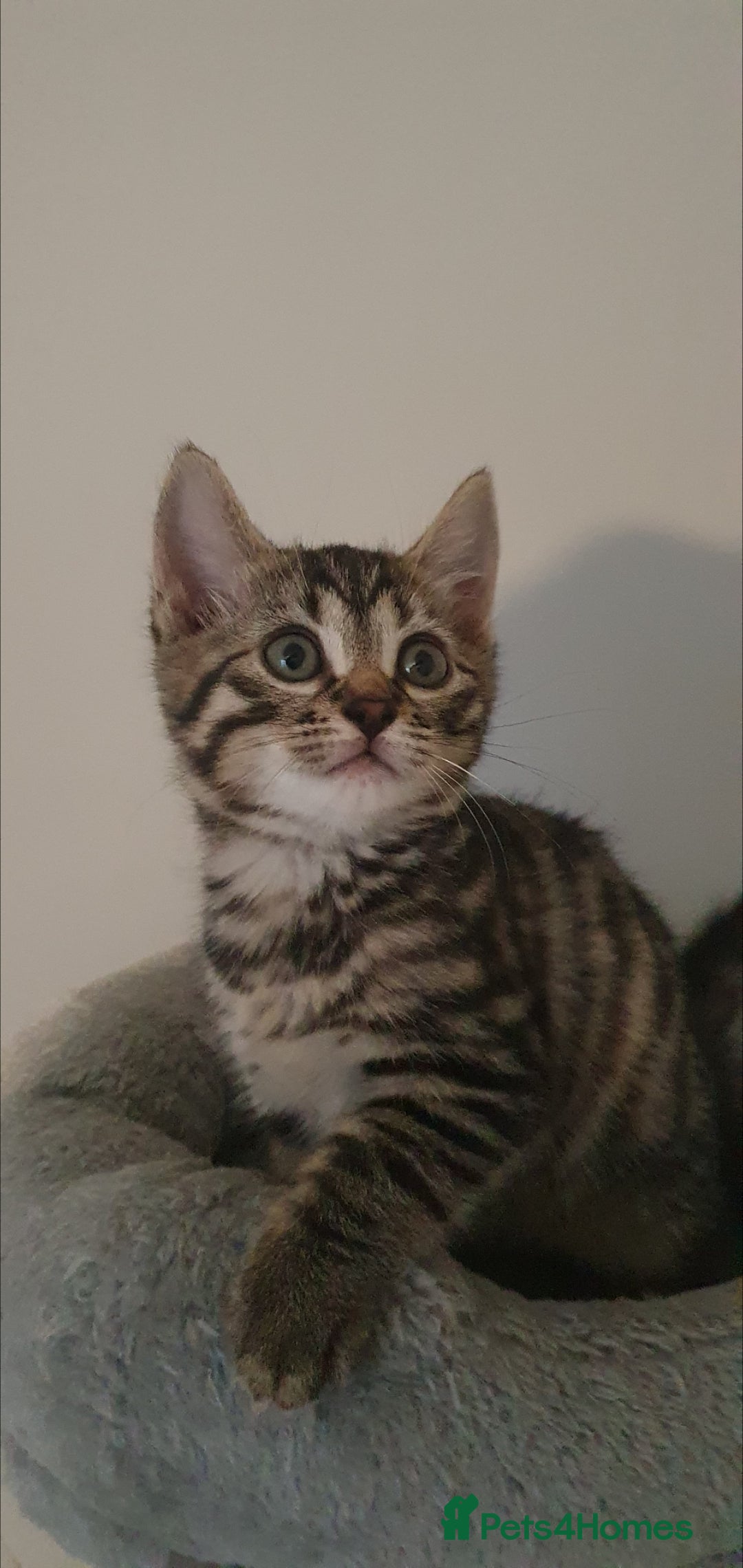 Mixed Breed cats STUNNING BENGAL TABBY MIXED BOY! - Advert 1