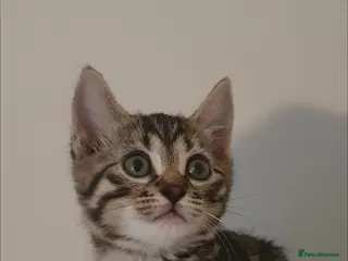 Mixed Breed cats STUNNING BENGAL TABBY MIXED BOY! - Advert 1