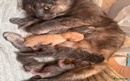 Mixed Breed cats for sale: Ragdoll X Russian Blue X - Image 8