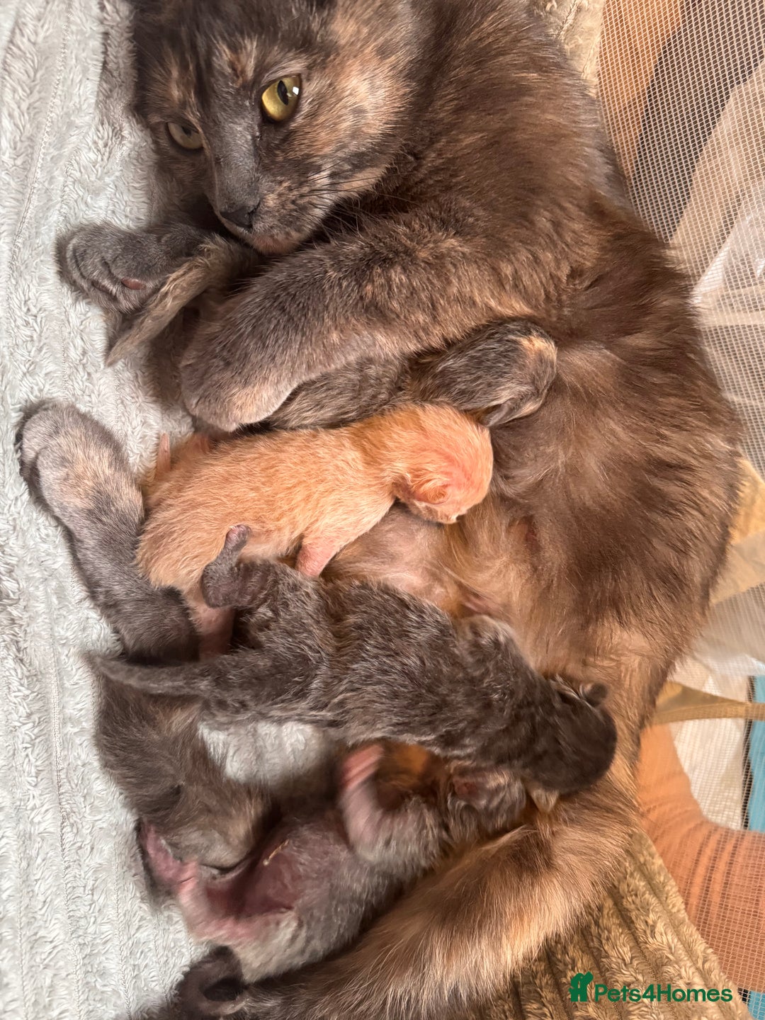 Mixed Breed cats for sale: Ragdoll X Russian Blue X - Image 8