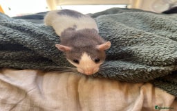 Rat rodents for sale: 2 rats for sale one dumbo rat and one normal rat  - Image 5
