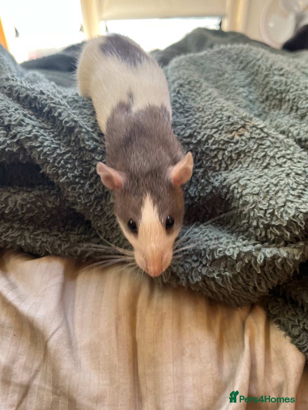 Rat rodents for sale: 2 rats for sale one dumbo rat and one normal rat  - Image 5