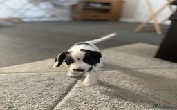 Cocker Spaniel dogs for sale: 🐾 3 KC Reg Blue Roan Cocker Spaniels for sale 🐾  - Image 9