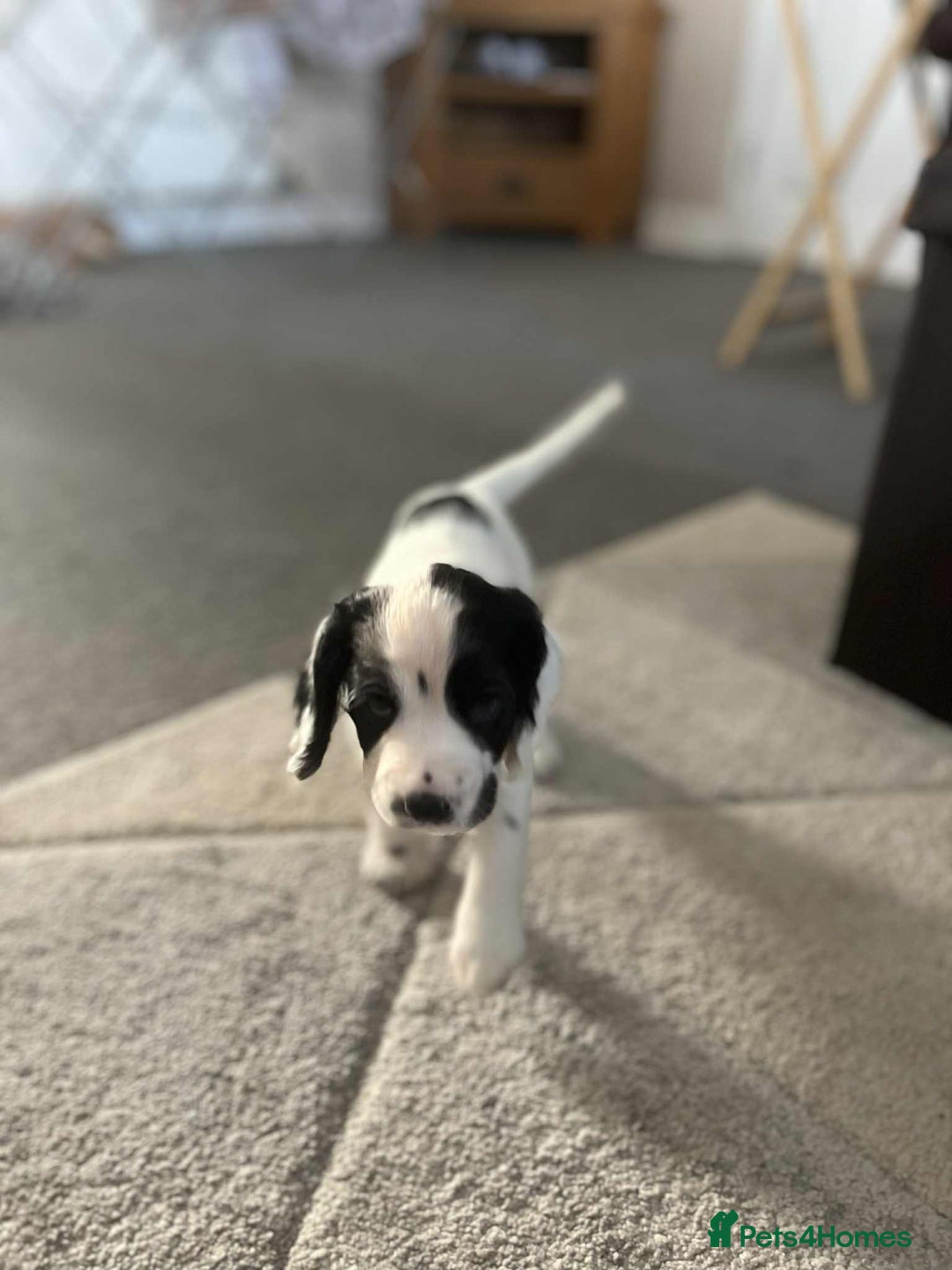Cocker Spaniel dogs for sale: 🐾 3 KC Reg Blue Roan Cocker Spaniels for sale 🐾  - Image 9