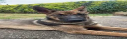 Mixed Breed dogs for sale: Belgium malinois cross in Sutton-in-Ashfield - Advert 3