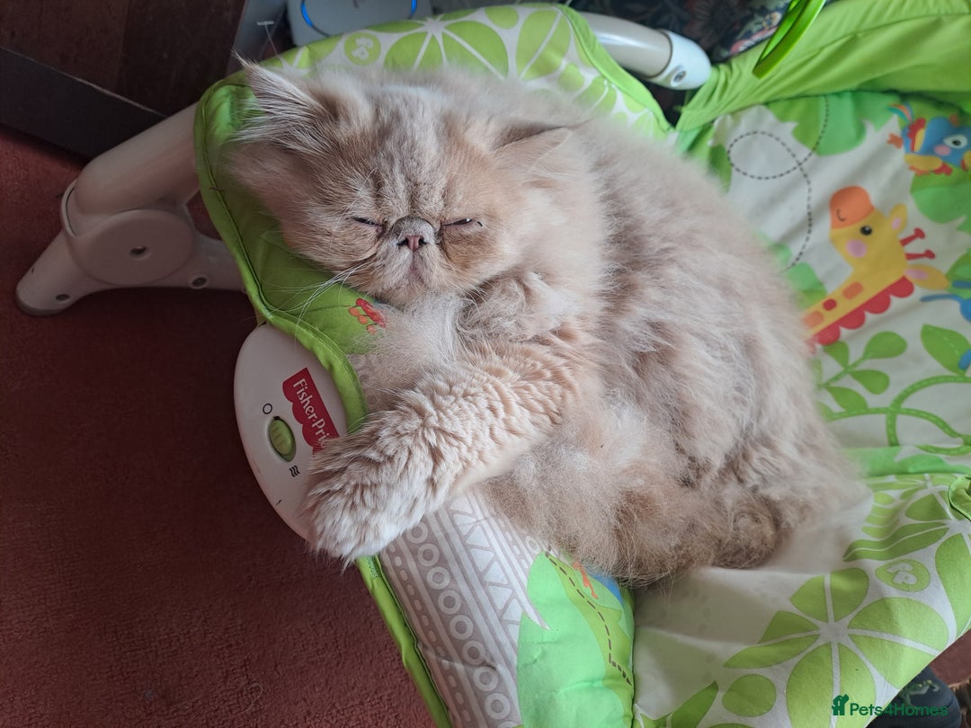 Persian cats for stud: GCCF brother's for stud!!  - Advert 12