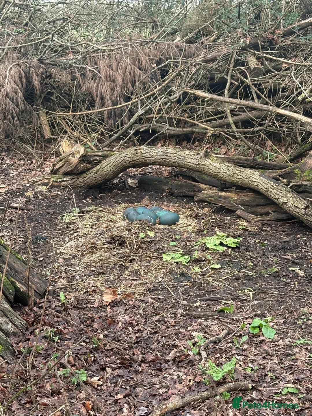 Emus poultry for sale: Emu chicks for sale, £125 each, due mid March. - Advert 4