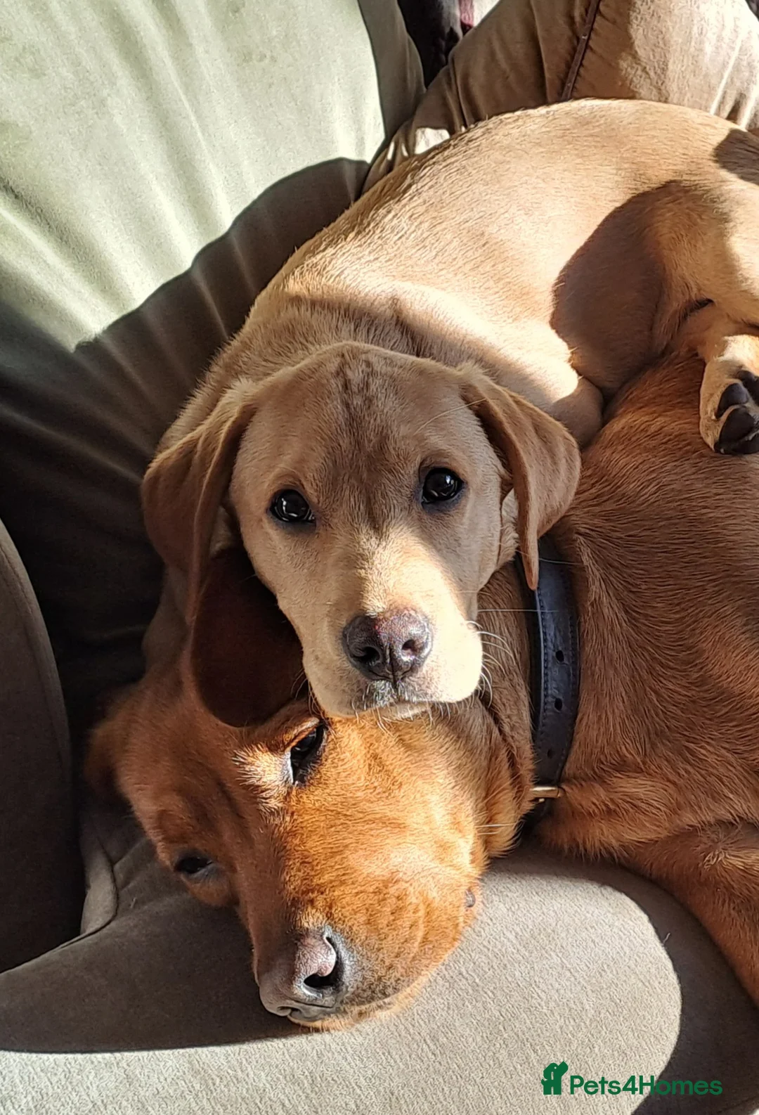 Labrador Retriever dogs for sale: Peggy, 7 month old Labrador Retriever - Advert 2