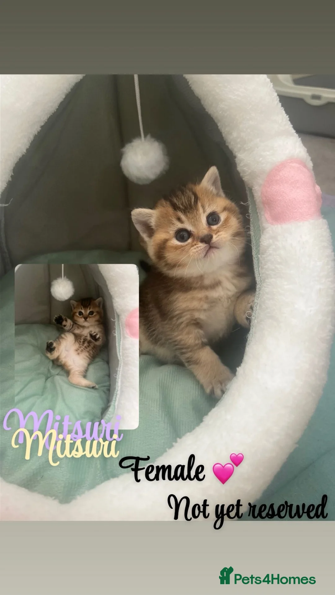 British Shorthair cats for sale: Golden tipped bsh  - Advert 2