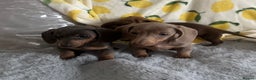 Dachshund dogs for sale: Gorgeous Isabella+tan little boy - Advert 11